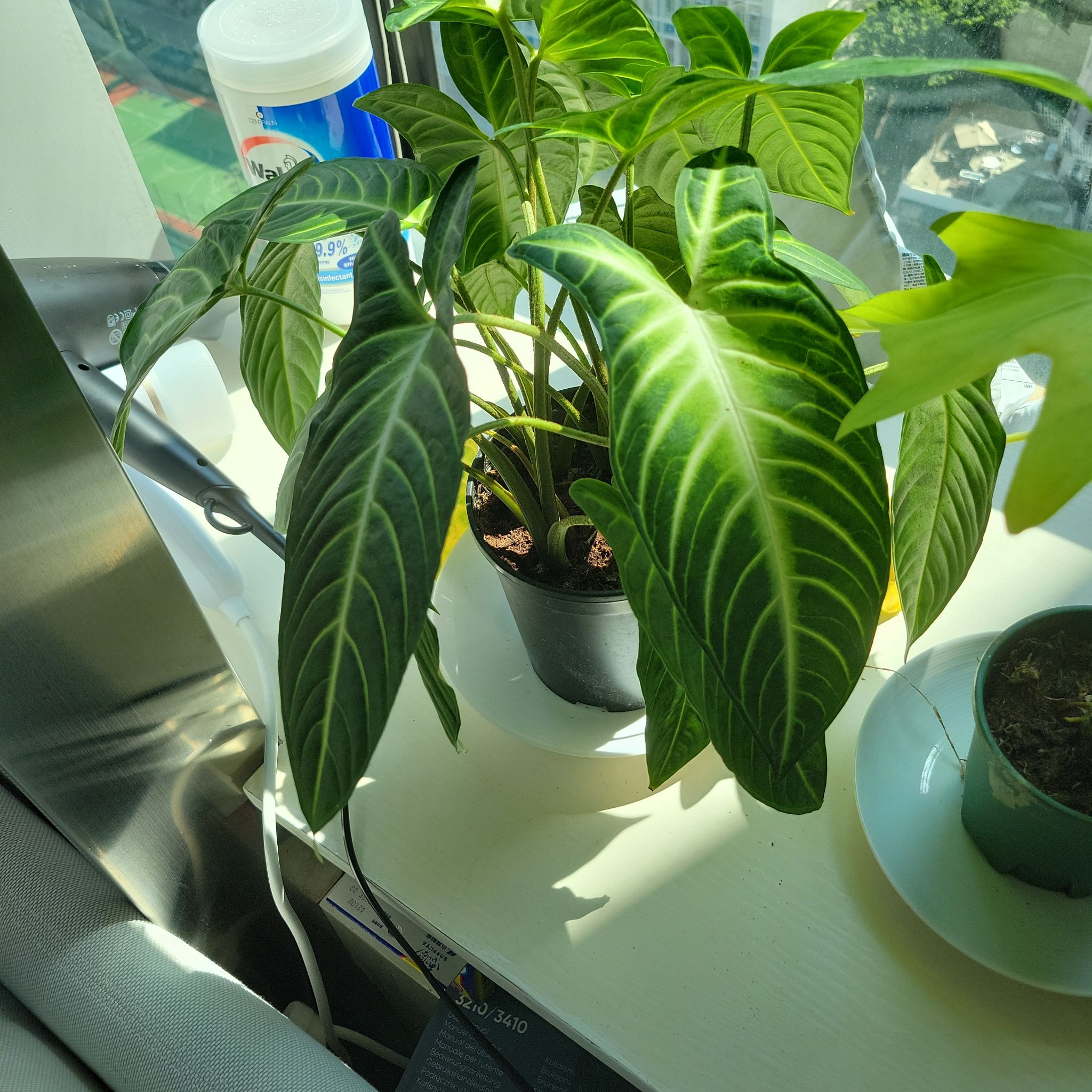 Philodendron melanochrysum x verrucosum plant on a windowsill with vibrant green leaves.