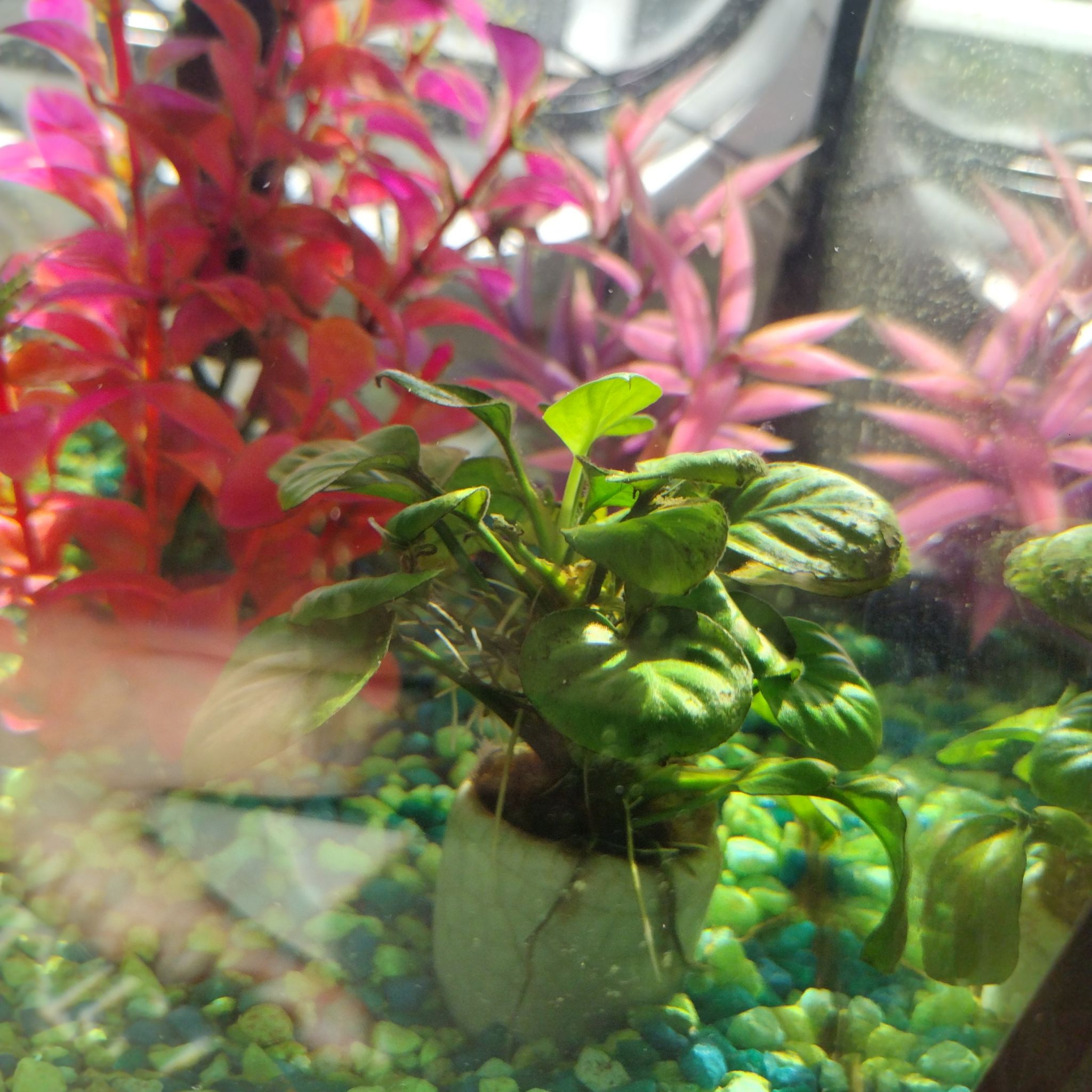 Photo of the plant species Anubias by @SamTzam named Denali on Greg, the plant care app