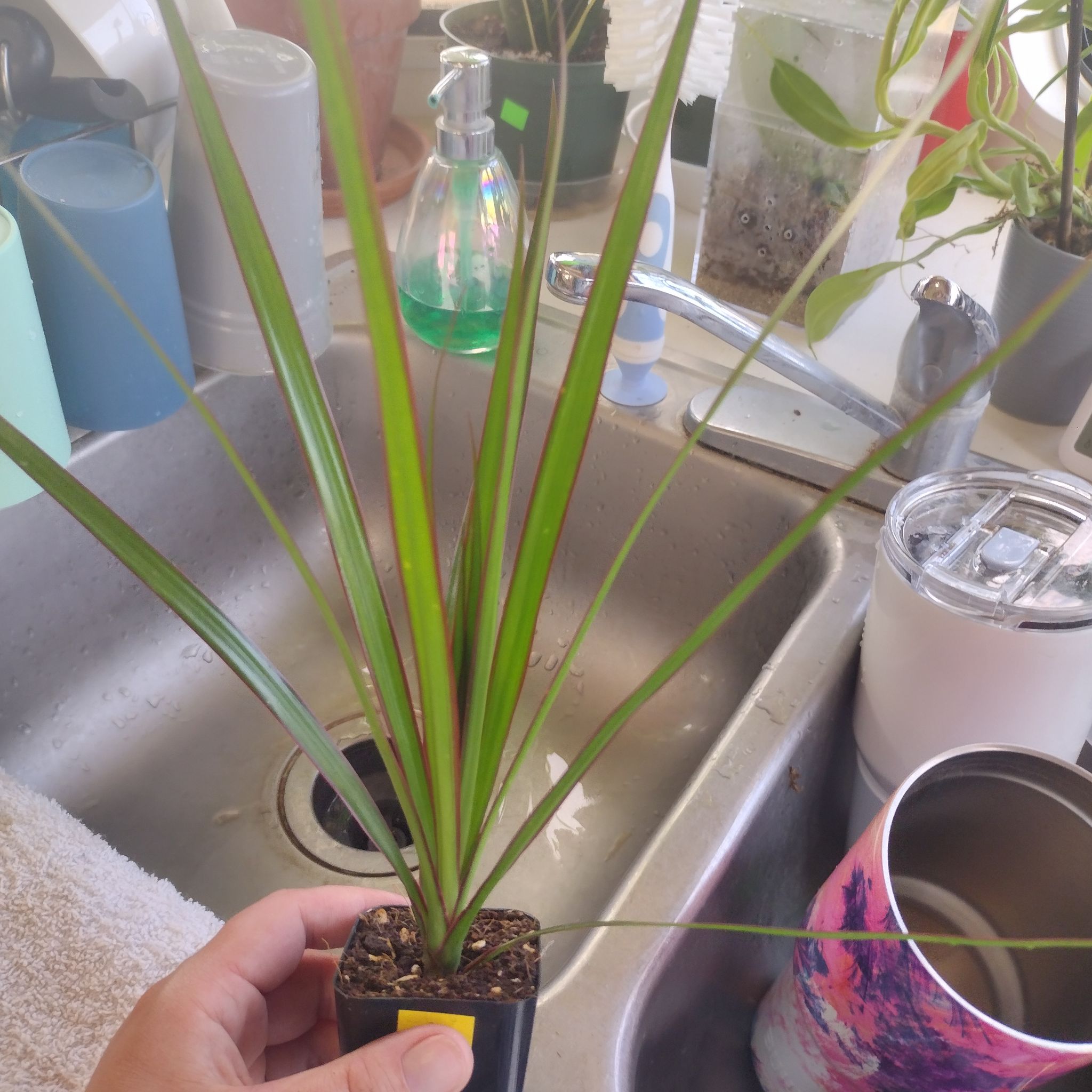 Dracaena marginata 'Bicolor' plant with green and red striped leaves in a small pot near a kitchen sink.