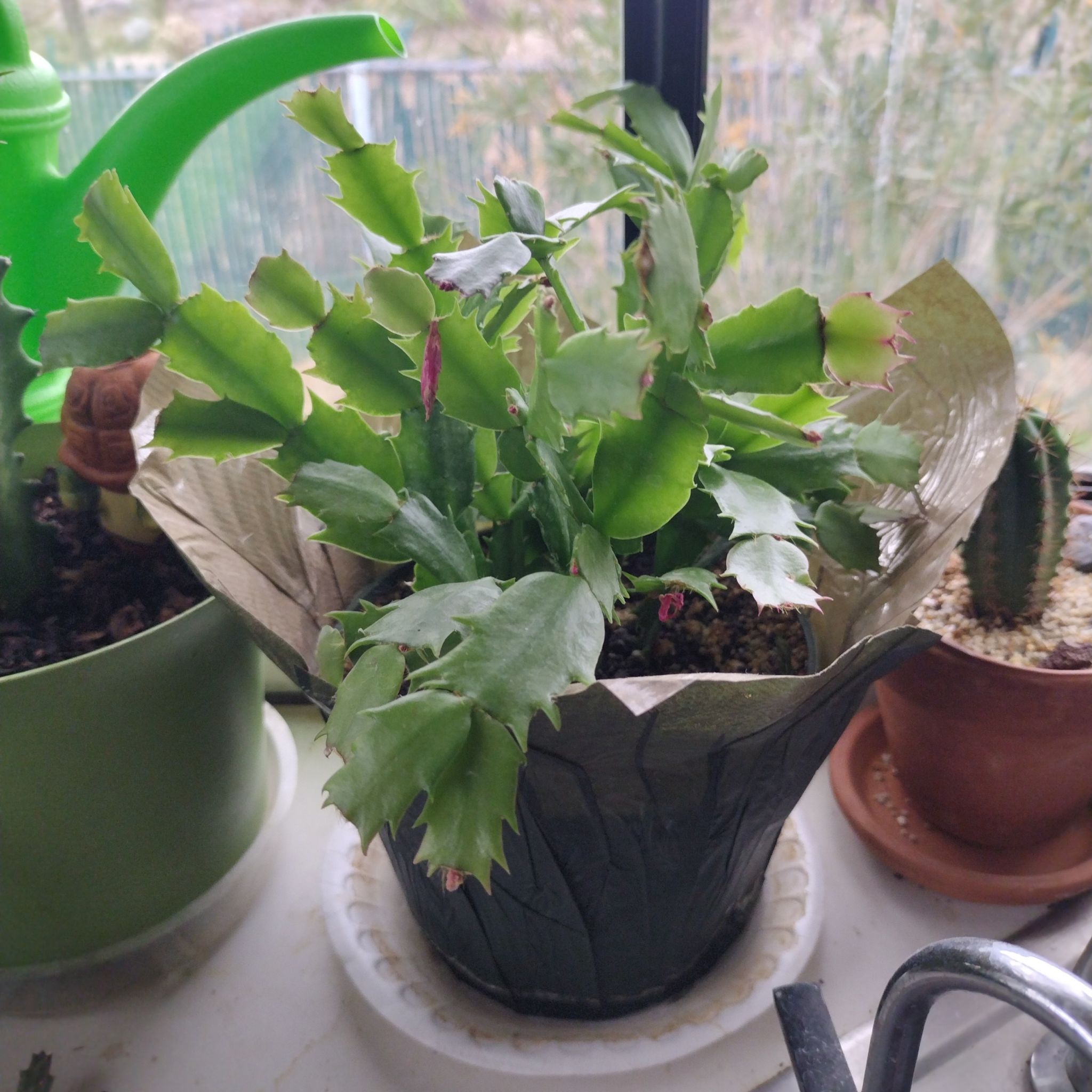 Christmas Cactus (Schlumbergera) in a pot on a windowsill, with vibrant green leaves and visible buds.