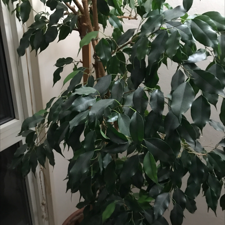 Weeping Fig plant photo by @NamiMaryam named Your plant on Greg, the plant care app.