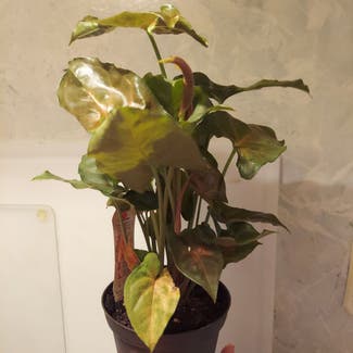 Syngonium 'Maria Allusion' plant in Stilwell, Oklahoma
