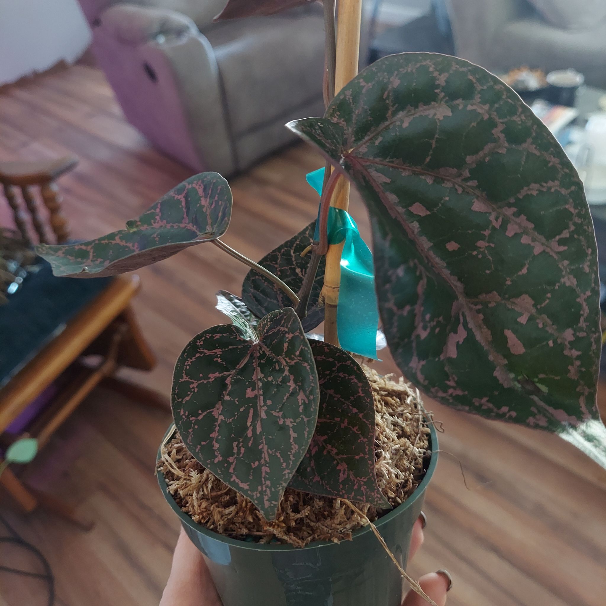 Potted Red Betel plant with heart-shaped leaves and pinkish veins, supported by a stick and ribbon.