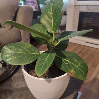 Audrey Ficus plant in Stilwell, Oklahoma