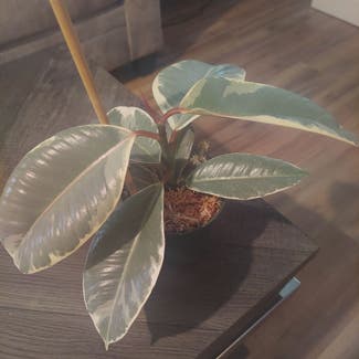 Variegated Rubber Tree plant in Stilwell, Oklahoma