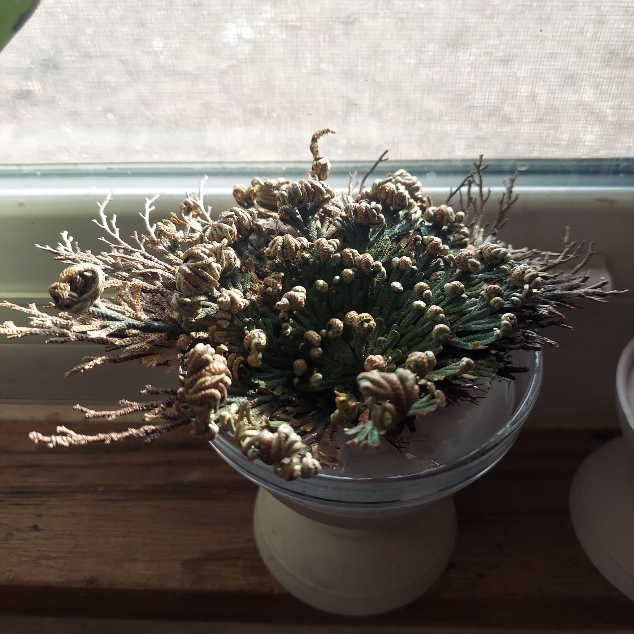 Photo of the plant species Rose of Jericho by @gAnderson named Rose of jericho on Greg, the plant care app