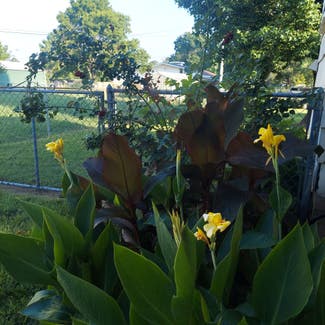 Canna Lily plant in Stilwell, Oklahoma
