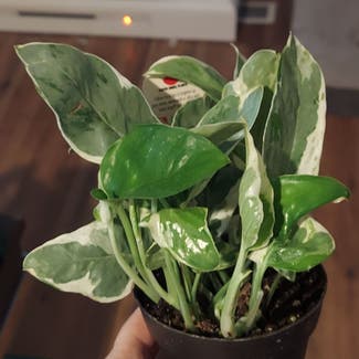 Pearls and Jade Pothos plant in Stilwell, Oklahoma