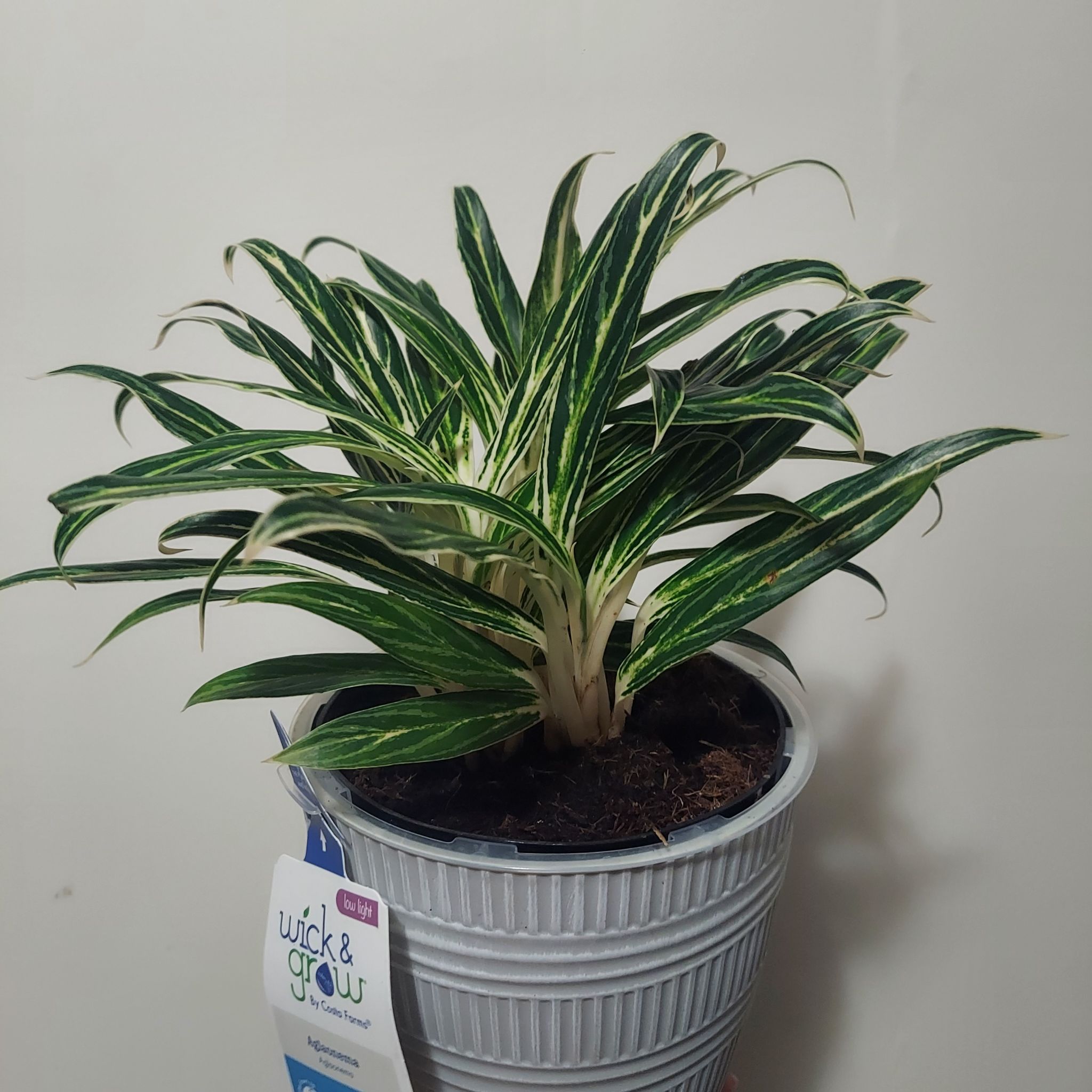 Photo of the plant species Chinese Evergreen Bai Kaw by @gAnderson named Aglaonema "Madonna" on Greg, the plant care app