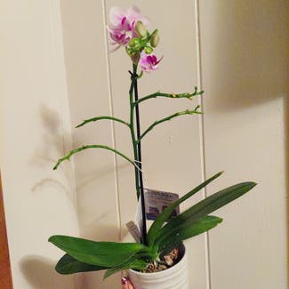 Phalaenopsis Orchid plant in Stilwell, Oklahoma