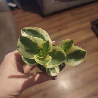 Variegated Baby Rubber Plant plant in Stilwell, Oklahoma