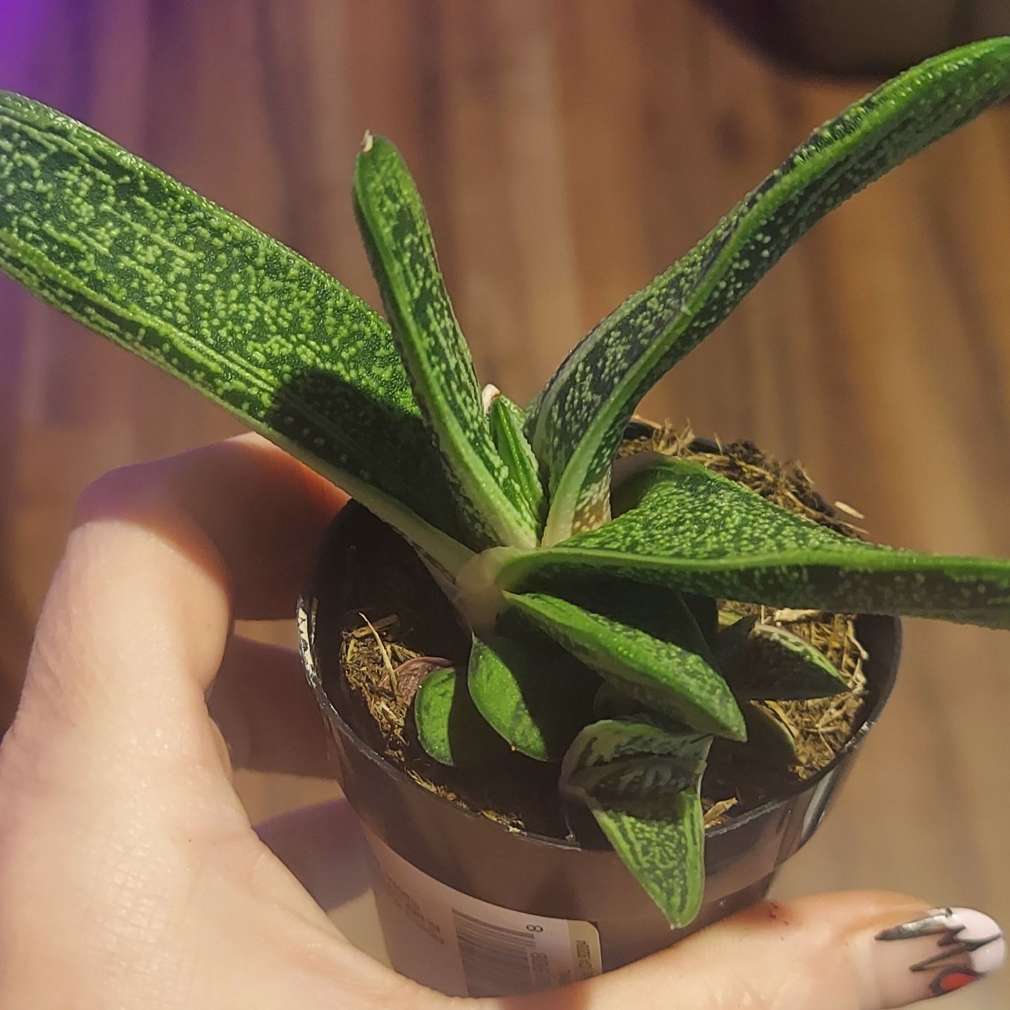 Gasteria 'Little Warty' plant in a small pot, held by a hand.