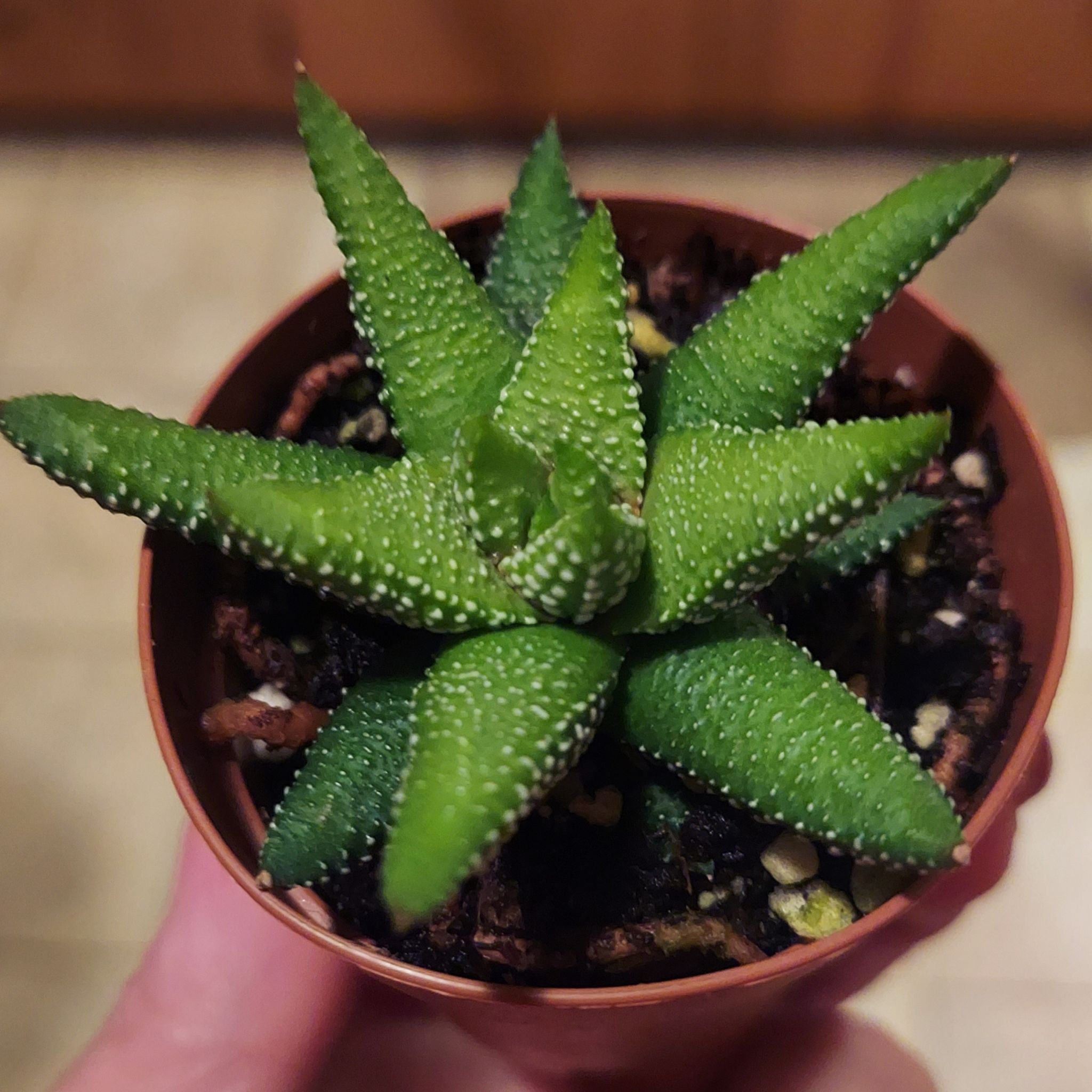 Healthy Haworthia attenuata 'Enon' plant in a small pot, held by a hand.