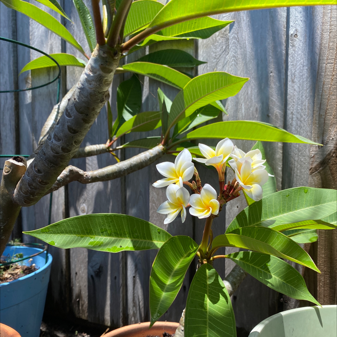 Red Frangipani plant photo by Corina named Frangipangi Branch Clippings on Greg, the plant care app.