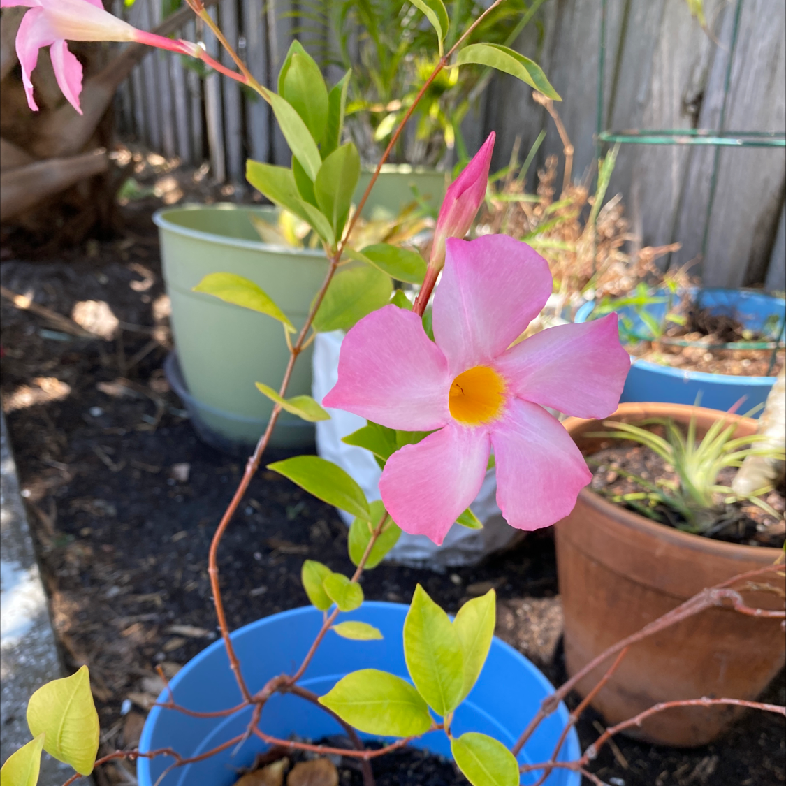 Brazilian Jasmine plant with a pink flower and some yellowing leaves in a garden setting.