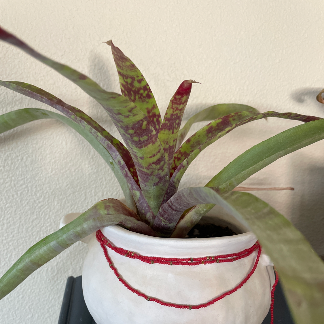 Flaming Sword Bromeliad in a white pot with red markings on leaves.