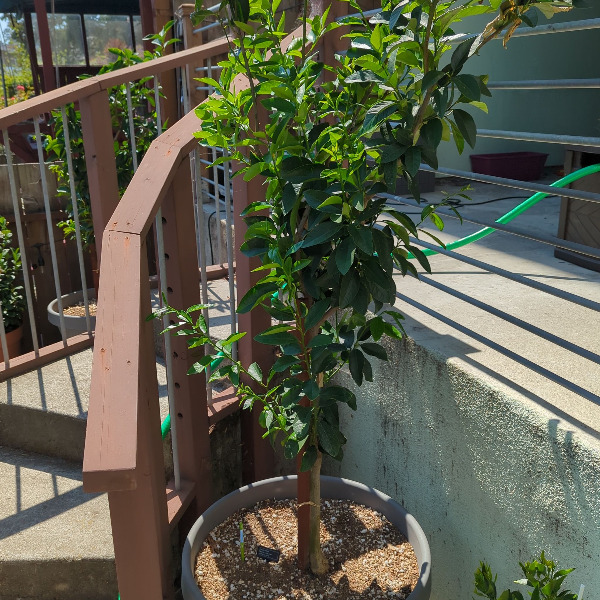 Healthy potted Persian Lime plant outdoors near a staircase.