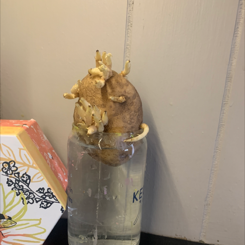 Potato plant photo by @aporterfield16 named Walt on Greg, the plant care app.