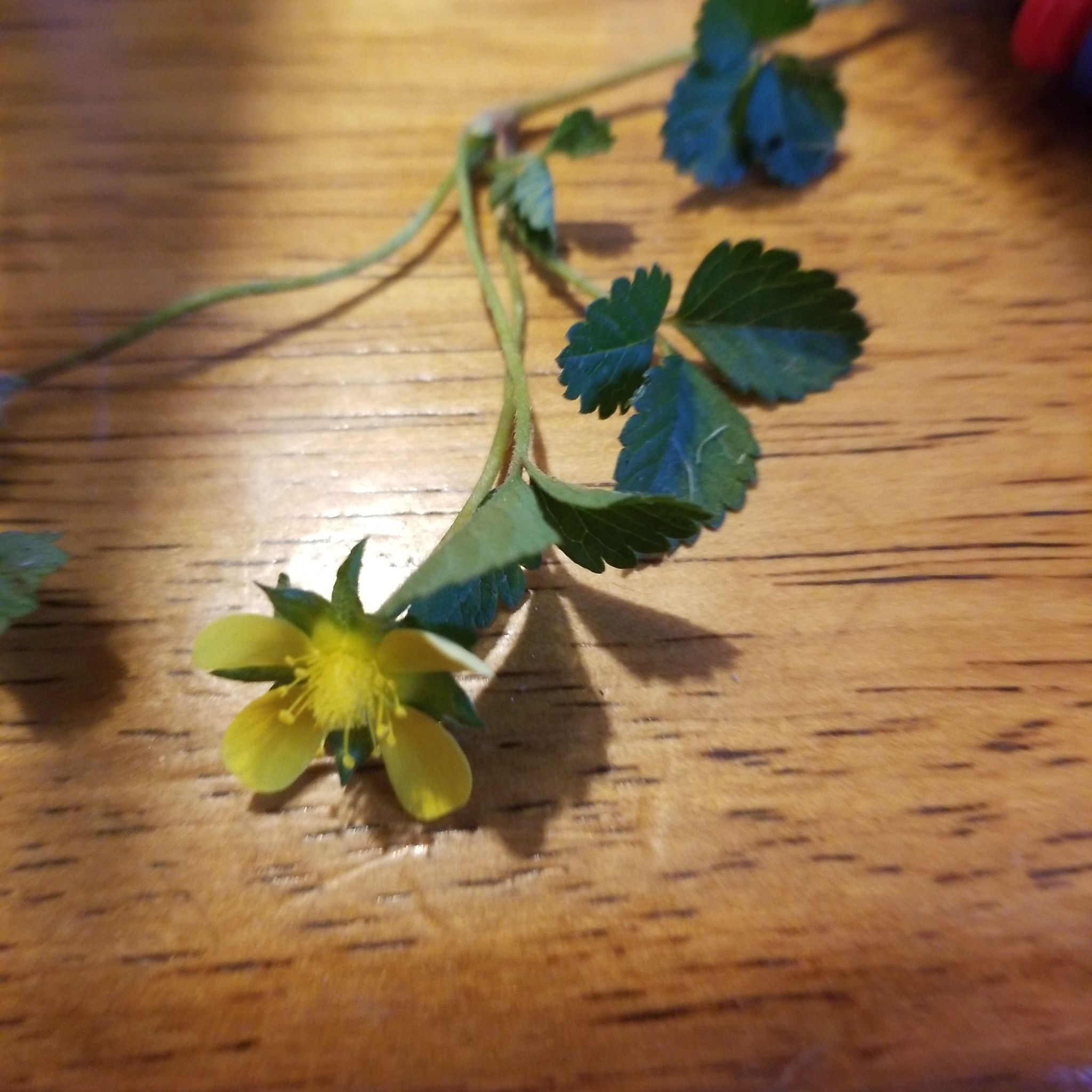Mock Strawberry plant with yellow flower and serrated leaves on a wooden surface.