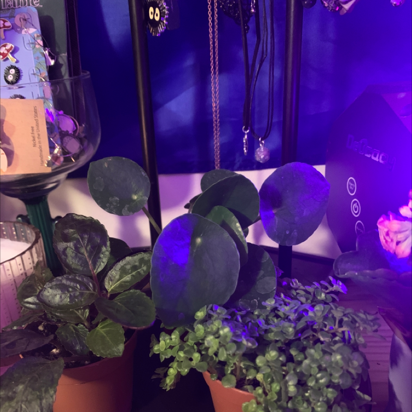 Photo of the plant species Fabian Aralia by @Essential_Healing named skippy, flippy, and mippy on Greg, the plant care app