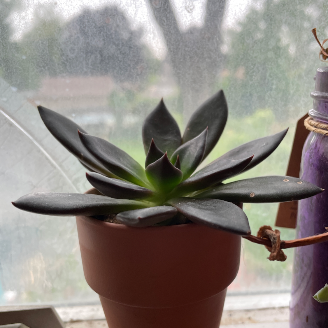 Lipstick Echeveria plant in a small pot with dark, vibrant leaves.