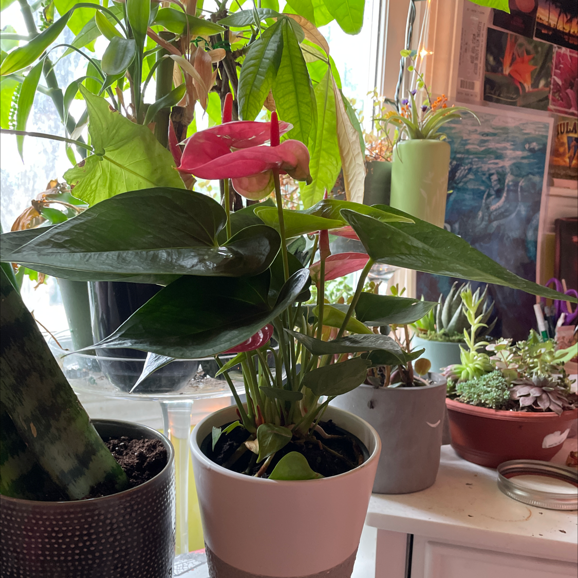 A healthy Anthurium clarinervium plant with large, heart-shaped leaves featuring white veins, surrounded by other potted plants.
