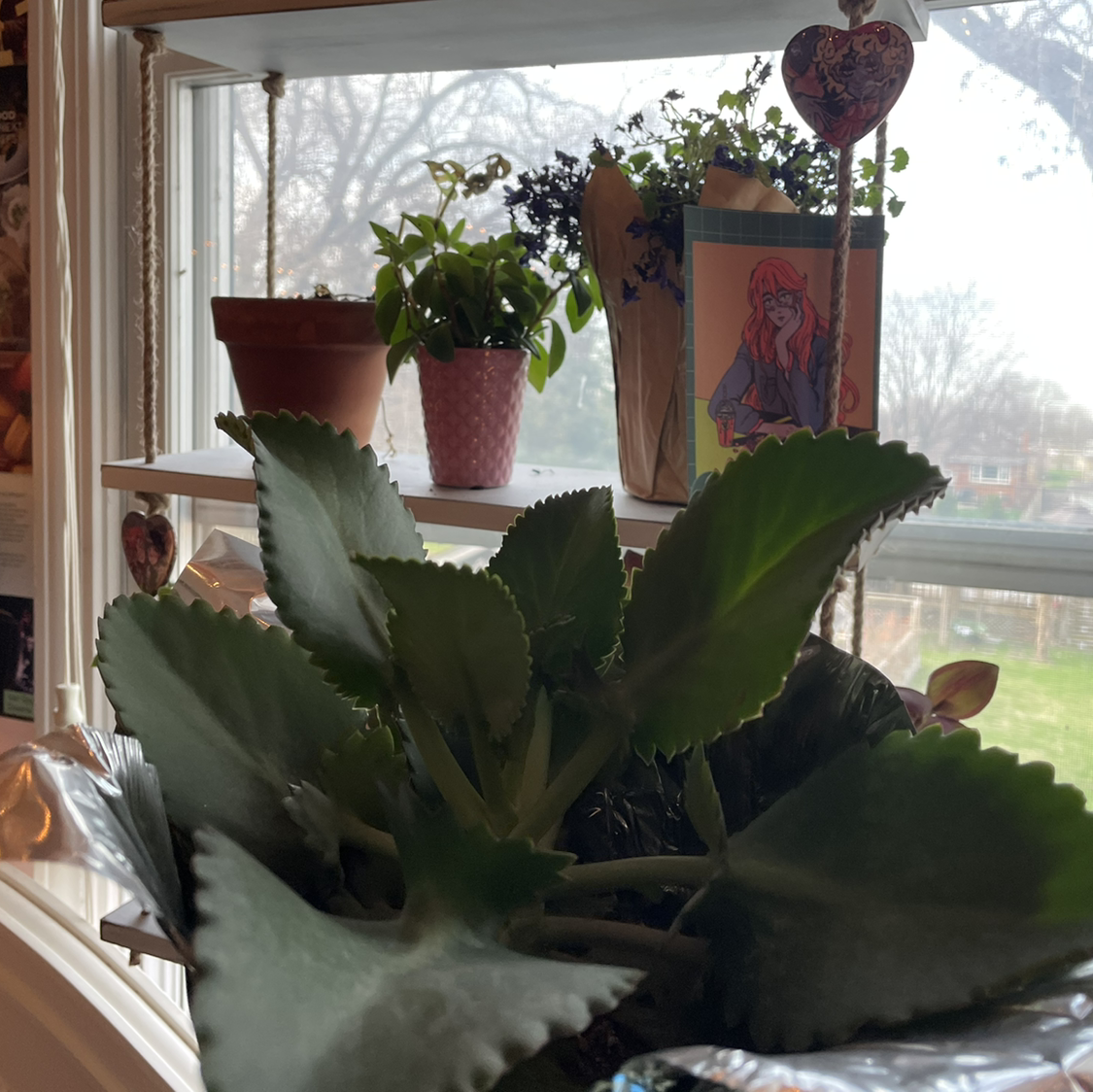 Thriving collection of Kalanchoe daigremontiana plants in colorful pots on a sunny windowsill, with characteristic plantlet growth along leaf edges.