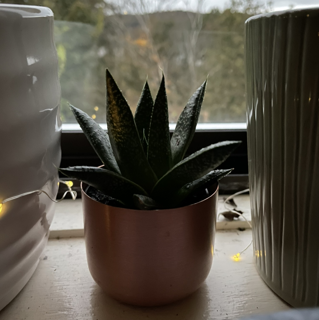 Close-up of a healthy Gasteria obliqua succulent plant with long, pointed, dark green leaves in a small terracotta pot on a windowsill.