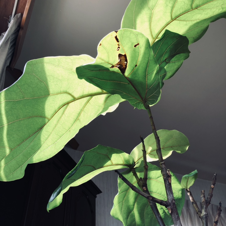 Fiddle Leaf Fig plant photo by Julia named Viola on Greg, the plant care app.