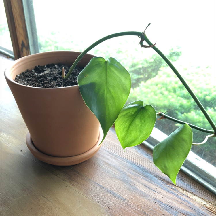 Philodendron Scandens plant photo by Julia named Wilhemina on Greg, the plant care app.