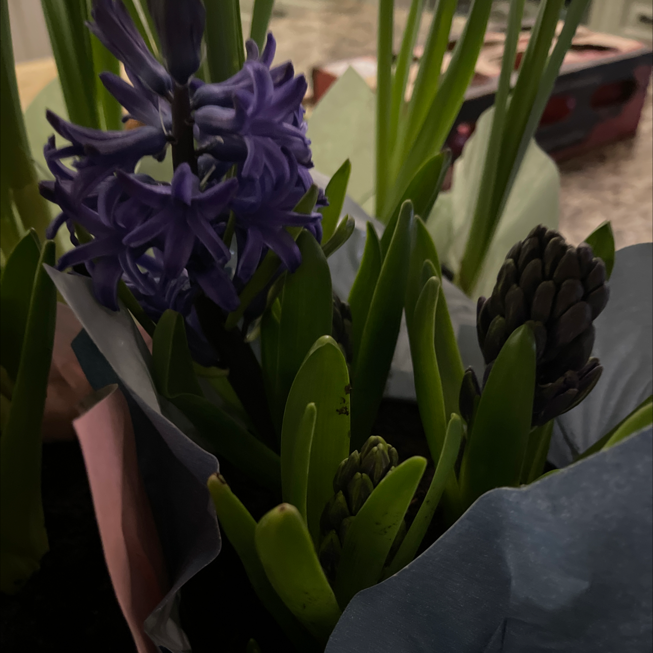 Garden Hyacinth with purple flowers and green leaves, partially visible soil.