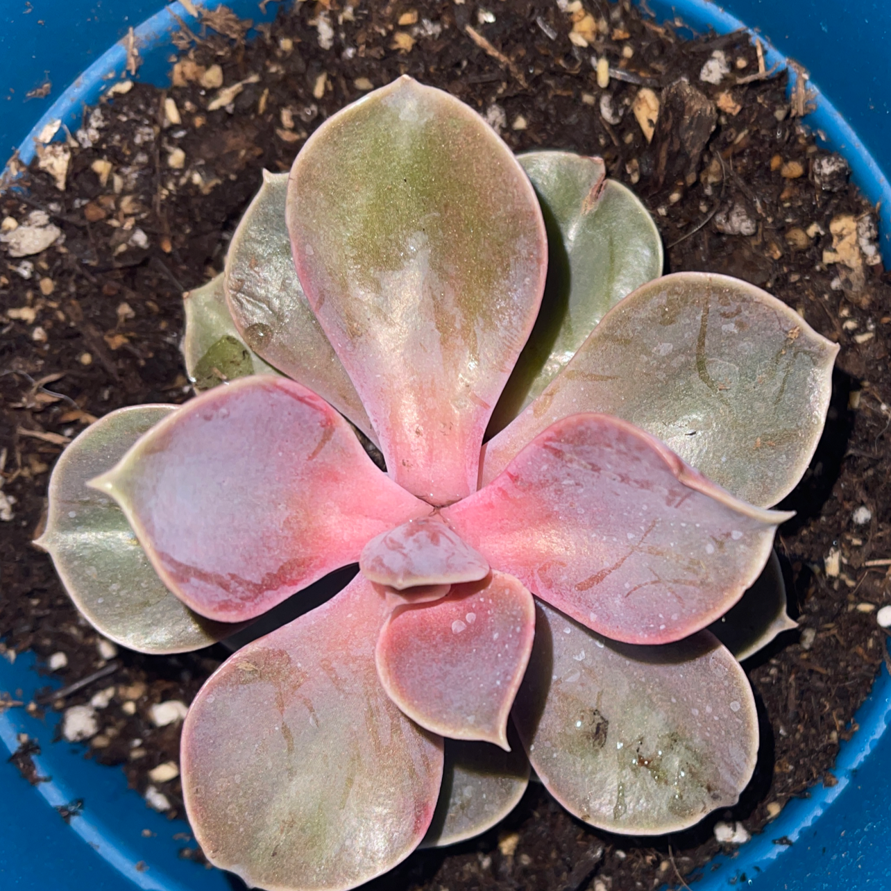 Echeveria 'Perle von Nurnberg' succulent in a blue pot with some leaf discoloration.