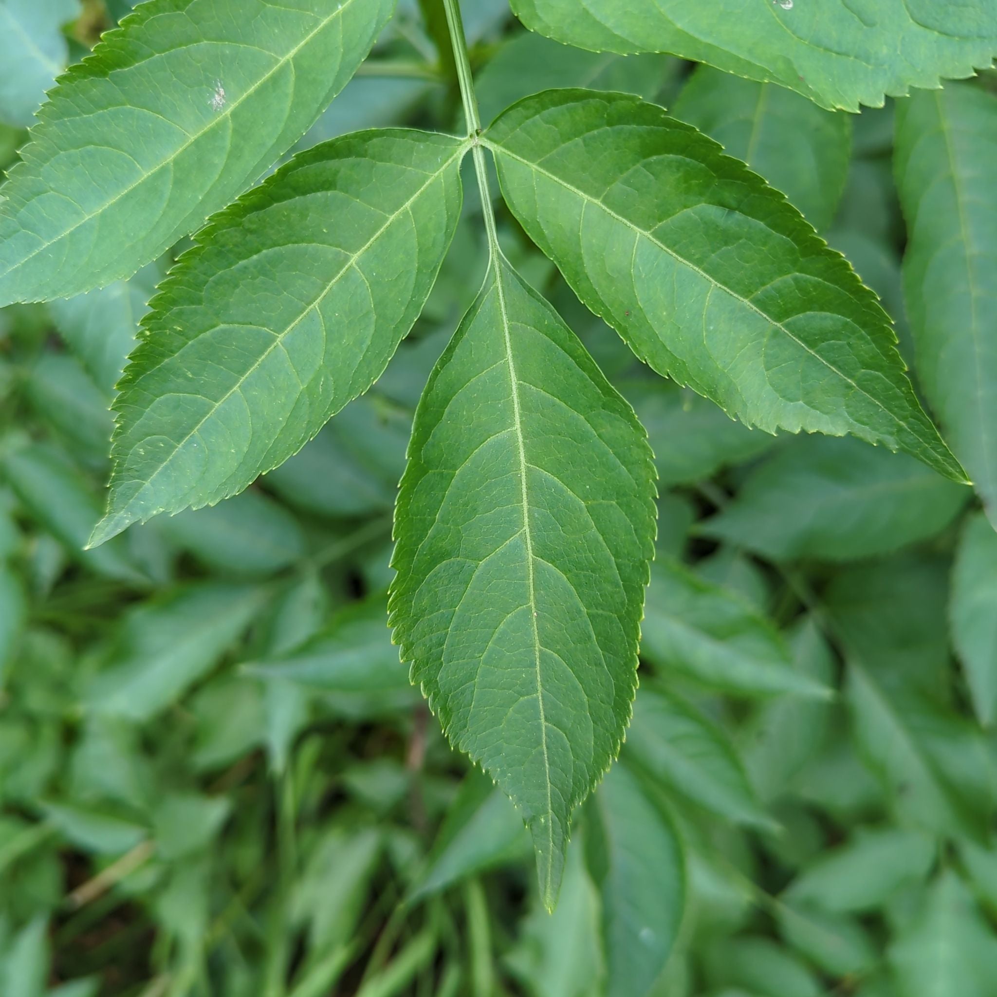 Black Spots on My Common Elderberry Leaves