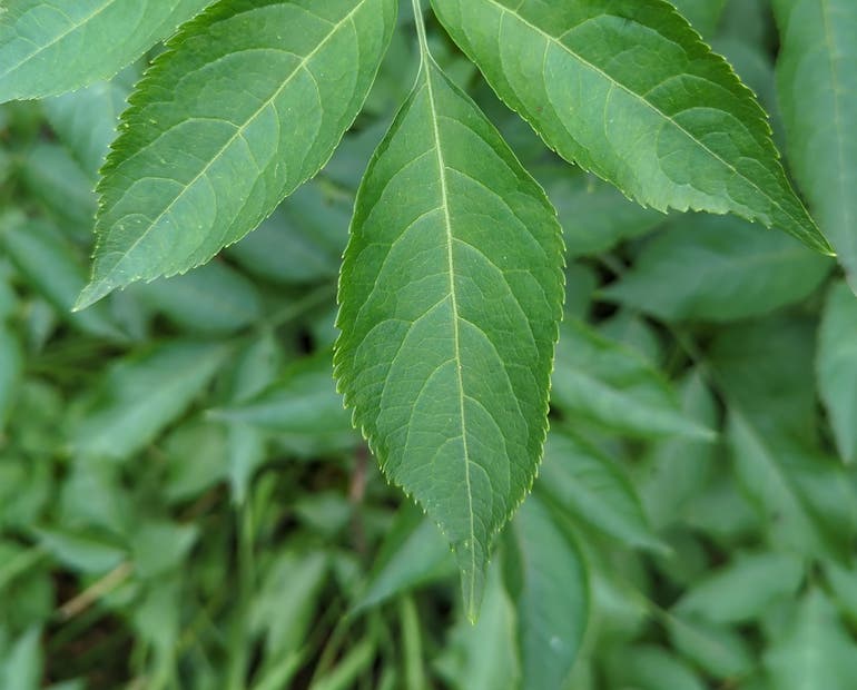 Common elderberry