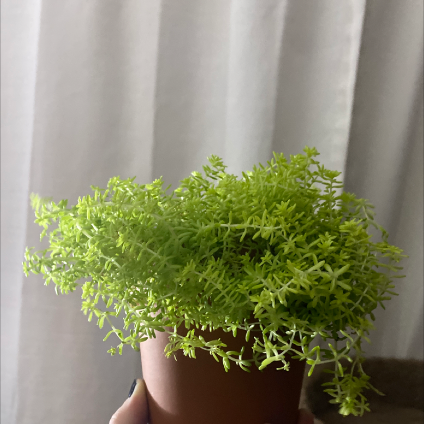 A healthy Annual Stonecrop plant in a small pot, held by a hand.