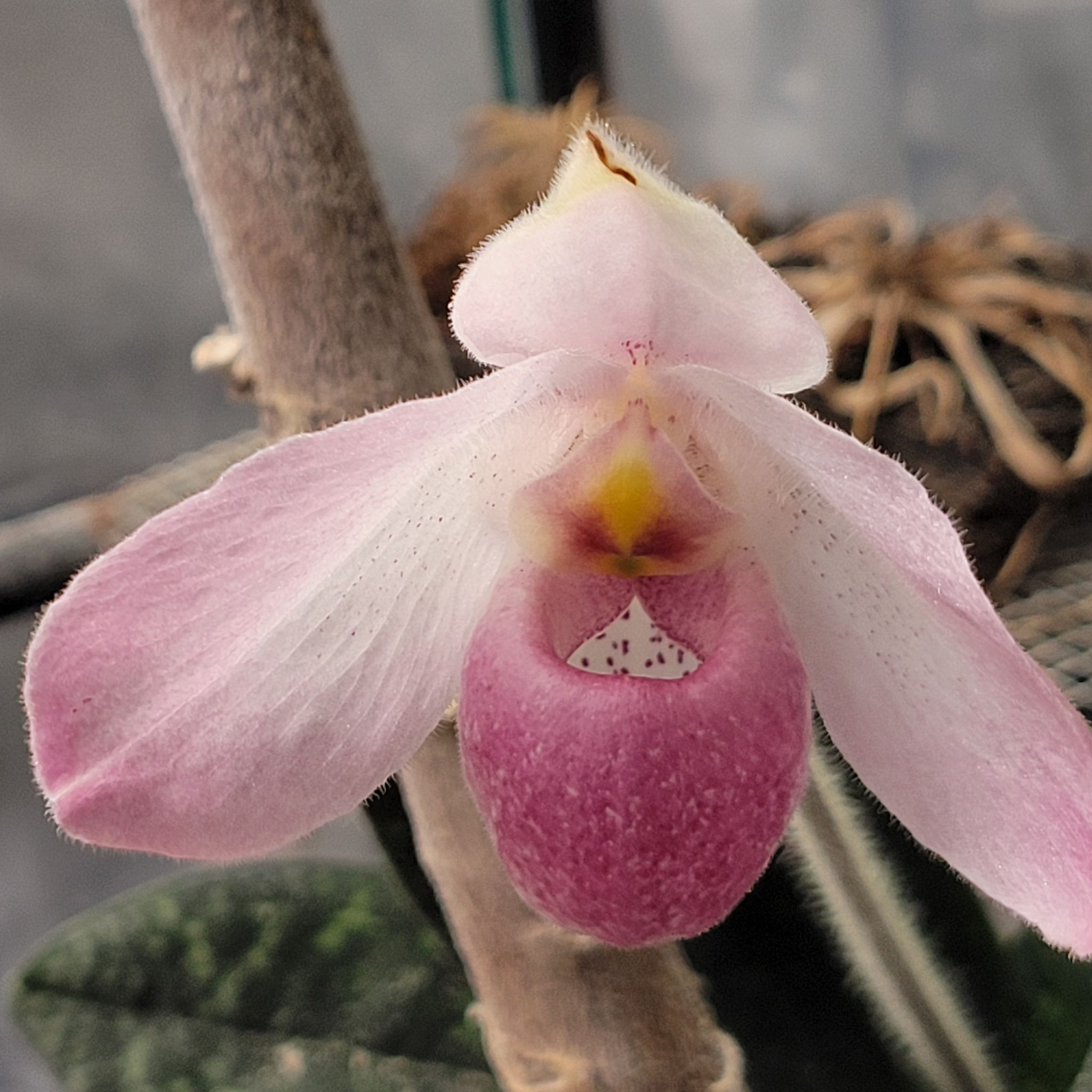 Photo of the plant species Showy Lady Slipper by @ipetcows named Paphiopedilum Ho Chi Minh on Greg, the plant care app