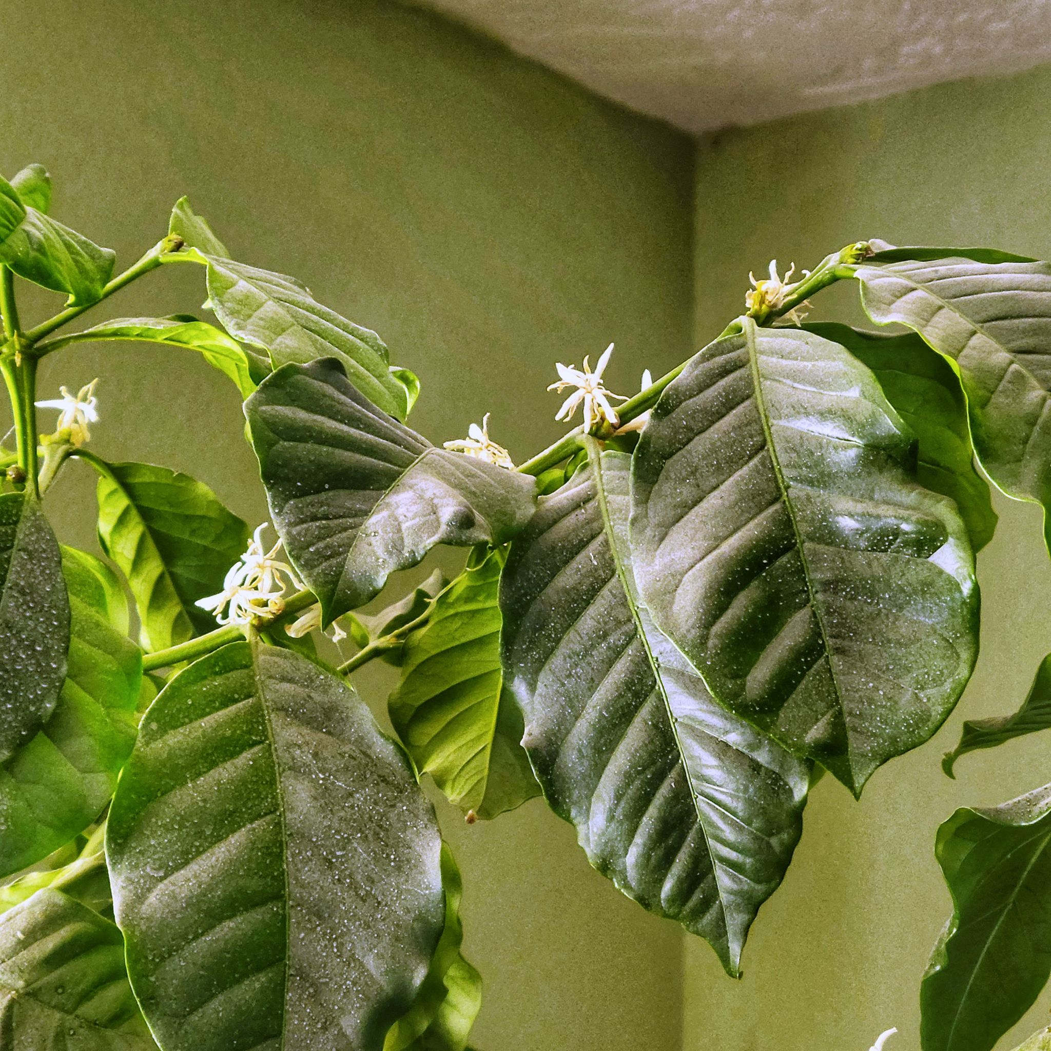 Photo of the plant species Arabian Coffee Plant by @ipetcows named Coffee on Greg, the plant care app