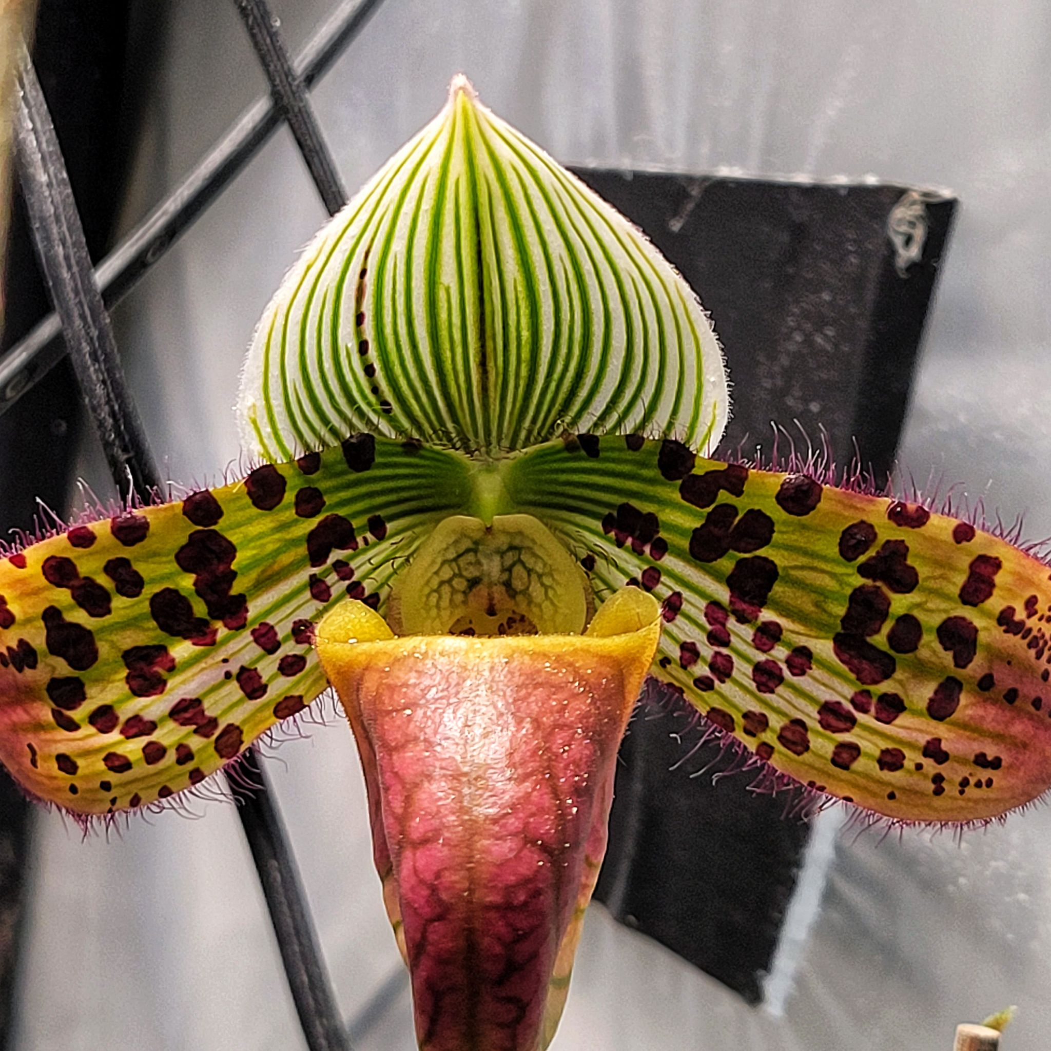 Photo of the plant species Paphiopedilum venustum by @ipetcows named Paphiopedilum Delightfully Venus on Greg, the plant care app