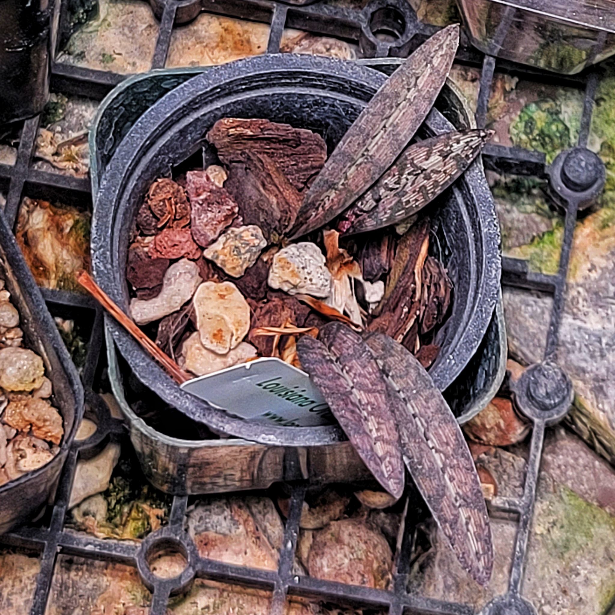 Photo of the plant species Snake Orchid by @ipetcows named Oeceoclades spathulifera on Greg, the plant care app
