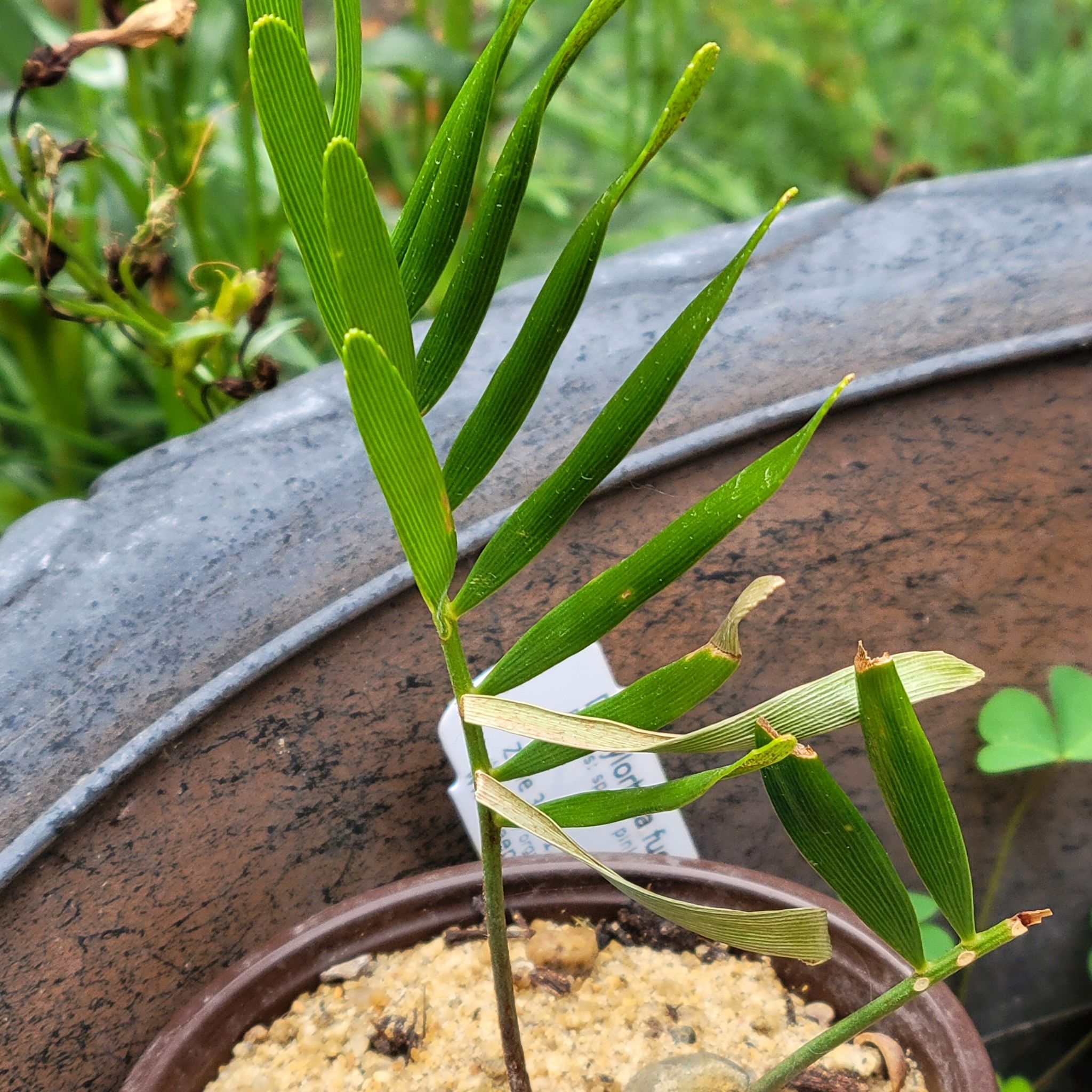 Young Florida Arrowroot plant in a pot with some yellowing and browning leaves.
