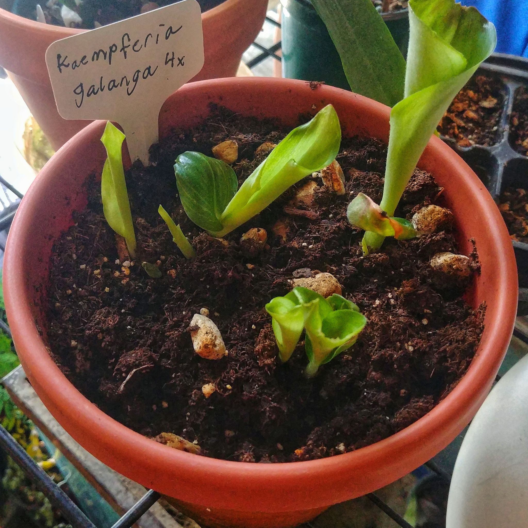 Photo of the plant species Silver spot by @ipetcows named Kaempferia galanga on Greg, the plant care app