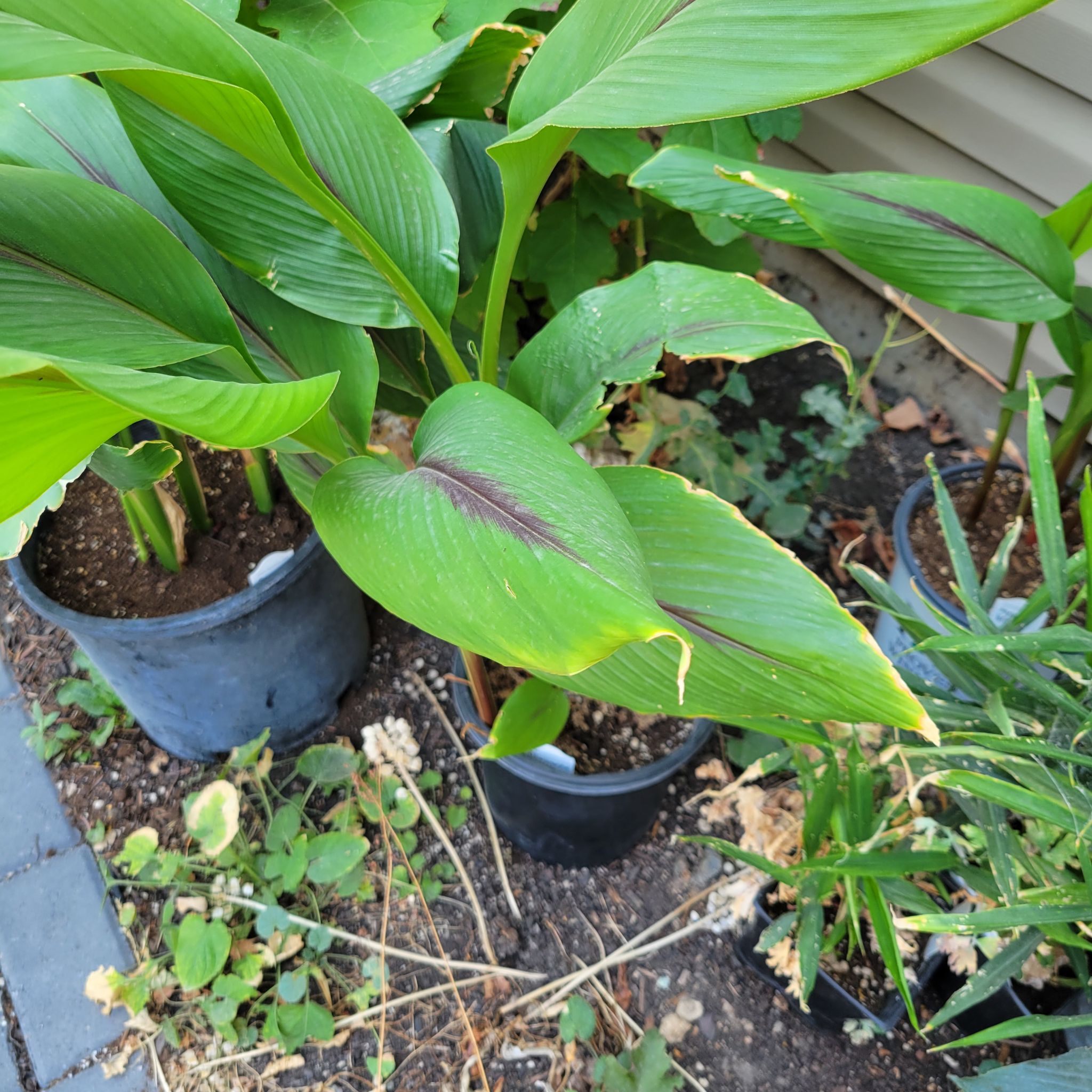 Photo of the plant species White Turmeric by @ipetcows named Curcuma hybrid on Greg, the plant care app