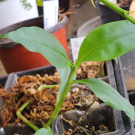 Photo of the plant species East Asian Pollia by @ipetcows named Pollia condensata on Greg, the plant care app