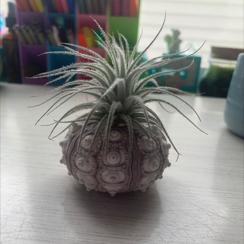 Photo of the plant species Fuzzy Snowball by @Samtheperson named Drewson on Greg, the plant care app