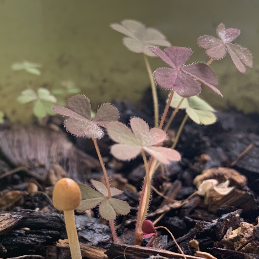 Photo of the plant species Creeping Woodsorrel by @Samtheperson named Shelby (and Barry) on Greg, the plant care app