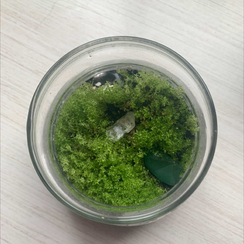 Photo of the plant species Jensen's Polytrichum Moss by @Samtheperson named Stephan on Greg, the plant care app