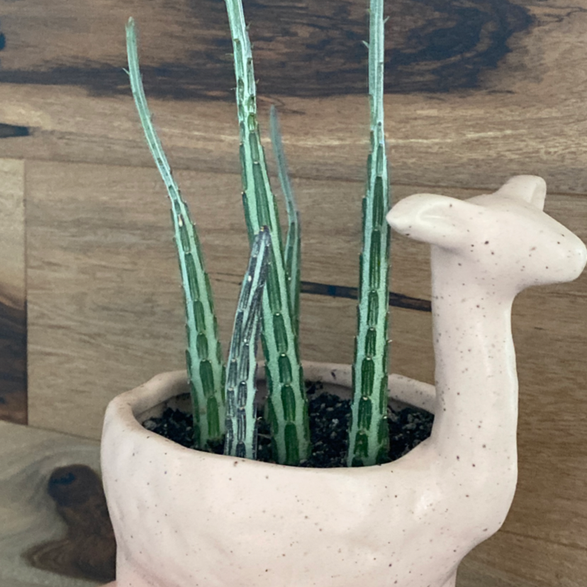 Photo of the plant species Pickle Plant by @thegardenofmiren named Kosher Dill on Greg, the plant care app