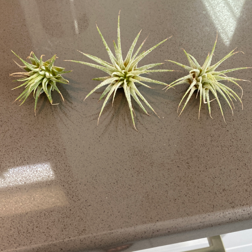 Photo of the plant species Tillandsia ionantha 'Guatemala' by @thegardenofmiren named Huey Duey and Louie on Greg, the plant care app