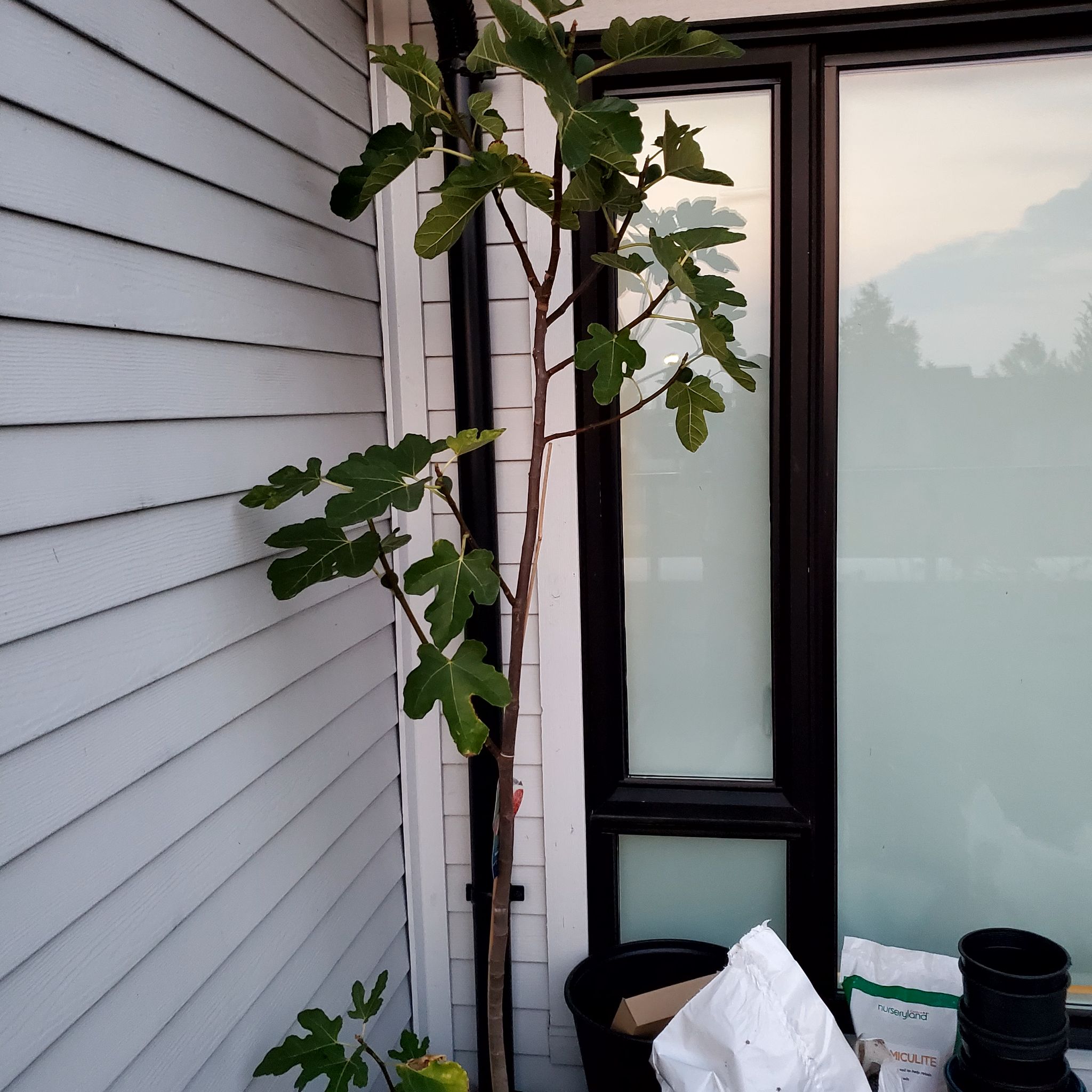 Photo of the plant species Negronne Fig by @KineticRubyball named Desert King on Greg, the plant care app