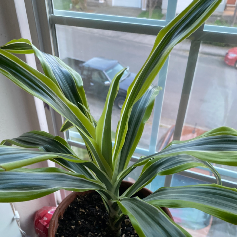 Cornstalk Dracaena plant photo by Azaleigha named Nora on Greg, the plant care app.